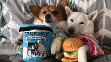 Dog Loop GIF by KeepUpWithJaz