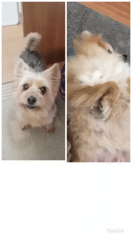 Pracaes GIF by Cabide Filmes