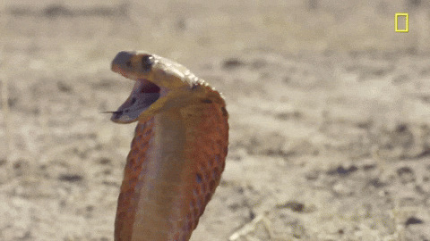 snake attack gif