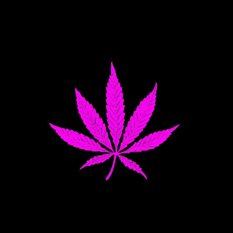 Pink Gif Artist GIF by Elite Seeds and Products SL