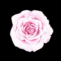 rose love GIF