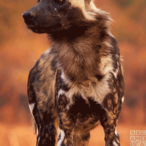 happy painted wolf GIF by BBC America