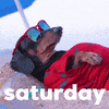 Saturday Morning Dog GIF by Sealed With A GIF