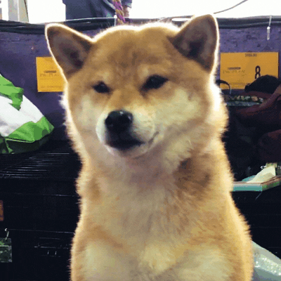 Shiba Inu Dog GIF by Westminster Kennel Club