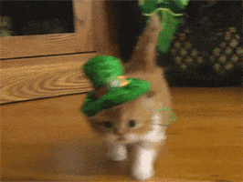St Patricks Day Cat GIF