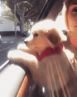 puppy enjoying the ride GIF