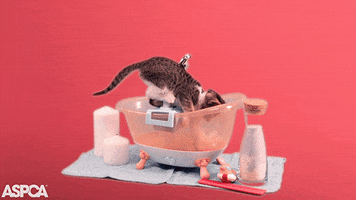 Cat Kitten GIF by ASPCA