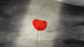 Remembrance Day GIFs - Get the best GIF on GIPHY