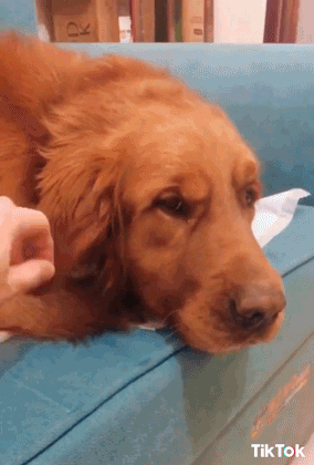 Video gif. A large dog rests its head on its paws as someone lifts its ear to reveal a tiny kitten cradled beneath it.