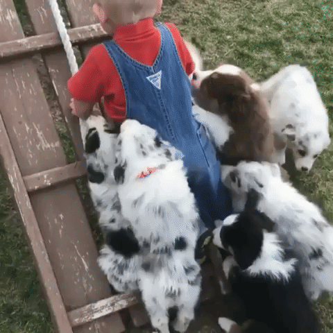 Video gif. Toddler tries to climb the ladder of a play structure as a litter of puppies clamber all over him, licking his face.