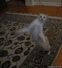 happy cat GIF