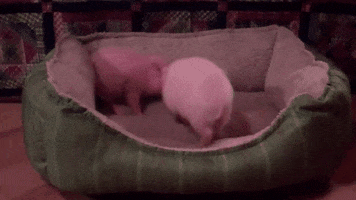 Pig Cuddle GIF