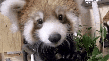 Red Panda Cub Gifs Get The Best Gif On Giphy