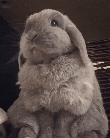 Mood Bunny GIF - Find & Share on GIPHY