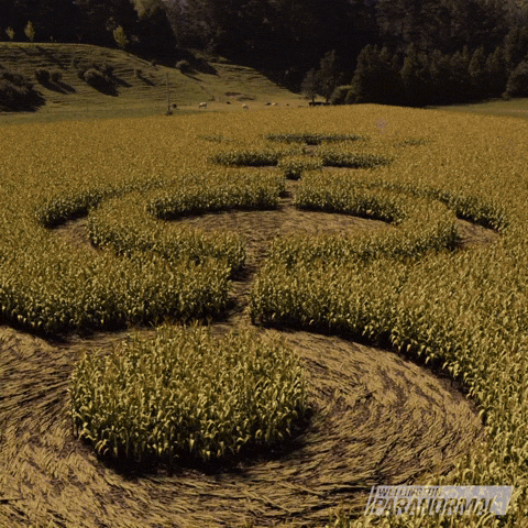Crop Circles GIF by Wellington Paranormal