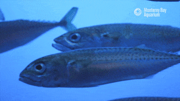 Loop Swimming GIF by Monterey Bay Aquarium