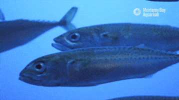 Loop Swimming GIF by Monterey Bay Aquarium