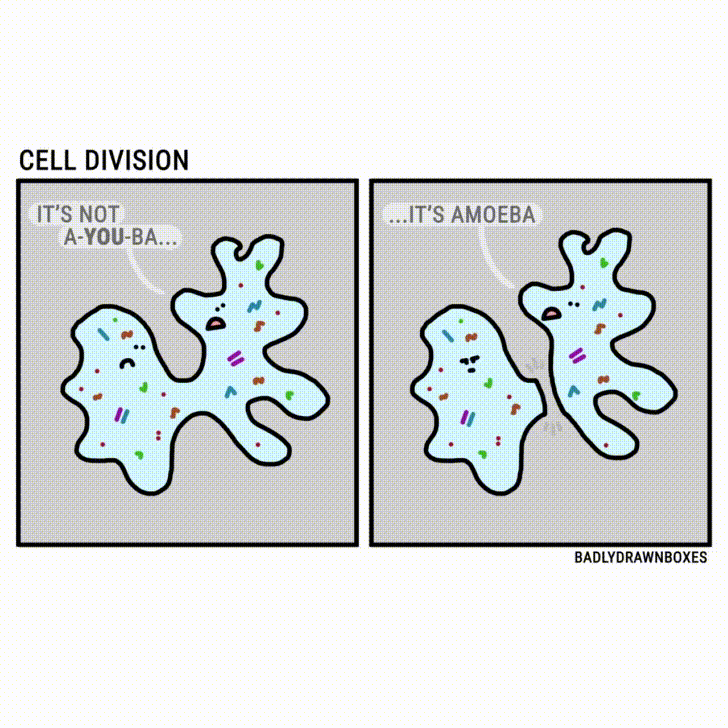 Celldivision GIFs Find & Share on GIPHY