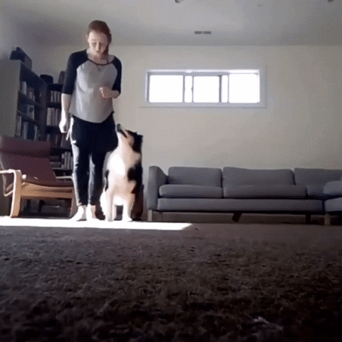 The Bond GIF