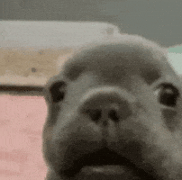 Dog Surprise GIF