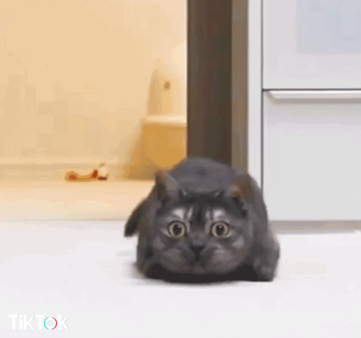 Happy Cat GIF by TikTok - Find & Share on GIPHY