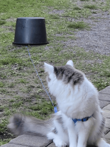 Cat Bucket GIF