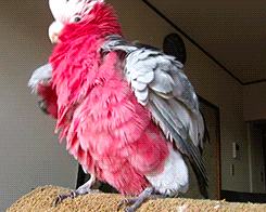 cockatoo