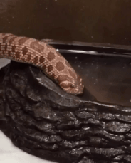 Co myślisz o wężach w domu