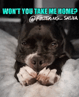 Puppy Love Dog GIF by Heartland Animal Shelter