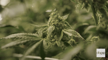 Devinthedude Houseofcultivar GIF by Dope Magazine