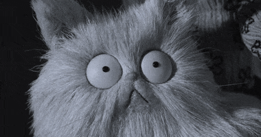 Movie gif. A closeup of a shocked, slack-jawed, saucer-eyed stop-motion cat from Frankenweenie.