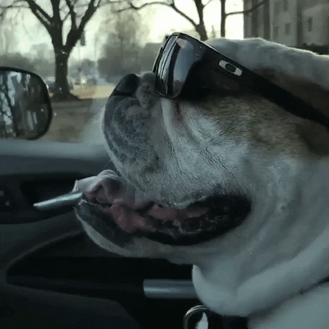 Happy College Basketball GIF by Butler University
