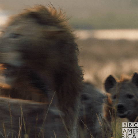 sad lion GIF by BBC America