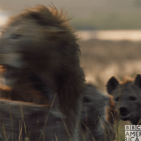 sad lion GIF by BBC America
