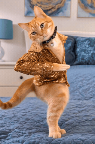 Dancing Cat GIF by funimagesvip
