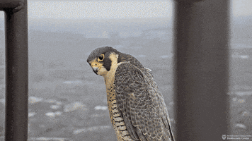 Finals Falcon GIF by College of Natural Sciences, UT Austin