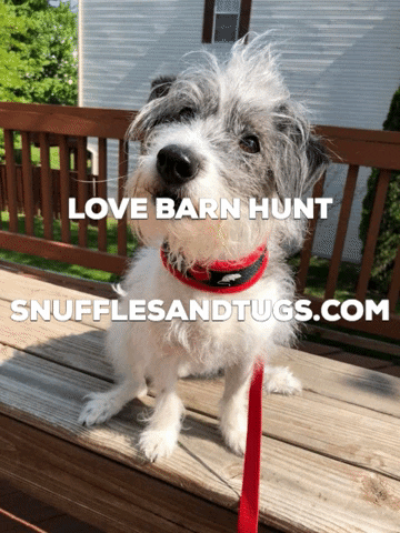 Terrier Dogsports GIF