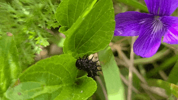 Hungry Caterpillar Butterfly GIF by U.S. Fish and Wildlife Service