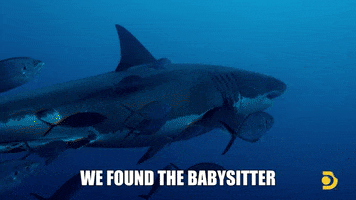 Babysitter GIF by Shark Week