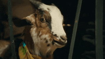 Football Goat GIF by Guinness Africa