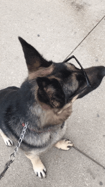 giphy.gif?cid=4d1e4f29e4494d0c1f3c32d0392edcb360b41e0f06b6ee65&rid=giphy.gif
