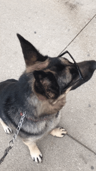 Video gif. German Shepherd wearing black sunglasses licks their lips and looks up at us.