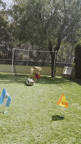 Dog Lola GIF