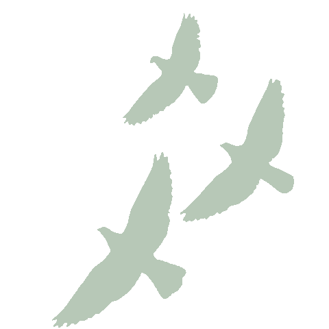 Vogel Animation Vogels GIFs on GIPHY - Be Animated