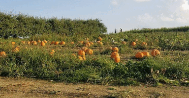 Pumpkins Pumpkinpatch GIF