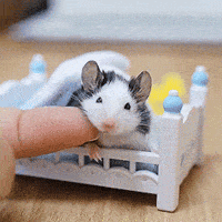 Nuskin-funny-mouse-commercial-ageloc-pharmanex GIFs - Get the best GIF on GIPHY