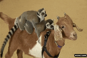 goat animal friendship GIF