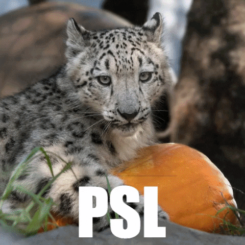 pumpkin spice bear GIF by Los Angeles Zoo and Botanical Gardens