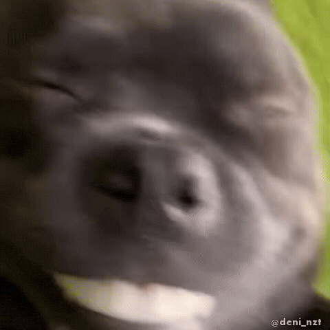 Happy Black Dog GIF