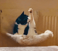 FeinrippStudios cat unbothered spa day spaday GIF